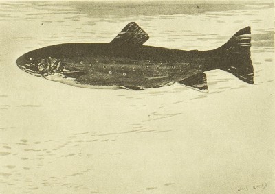 The Speckled Brook Trout (Salvelinus Fontinalis), Charles Hallock and Louis Rhead, 1902, m, Brook Trout